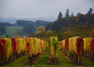 Syrah Vines